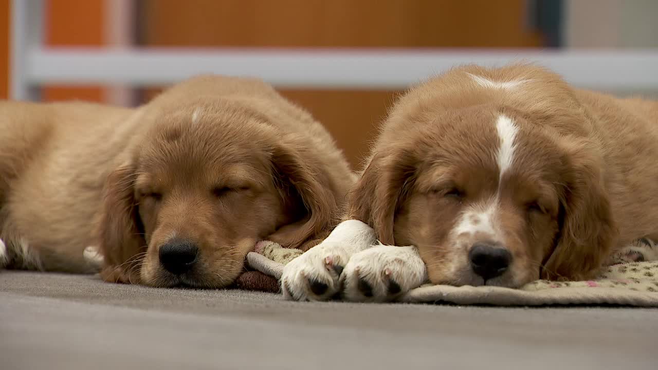 36 dogs rescued from unlicensed breeder in Cass County — Oakdale Community news